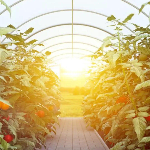 The-Ultimate-Greenhouse-Buying-Guide The Greenhouse Pros