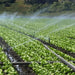 360 Agricultural Greenhouse Mobile Irrigation Water Sprinkler My Store